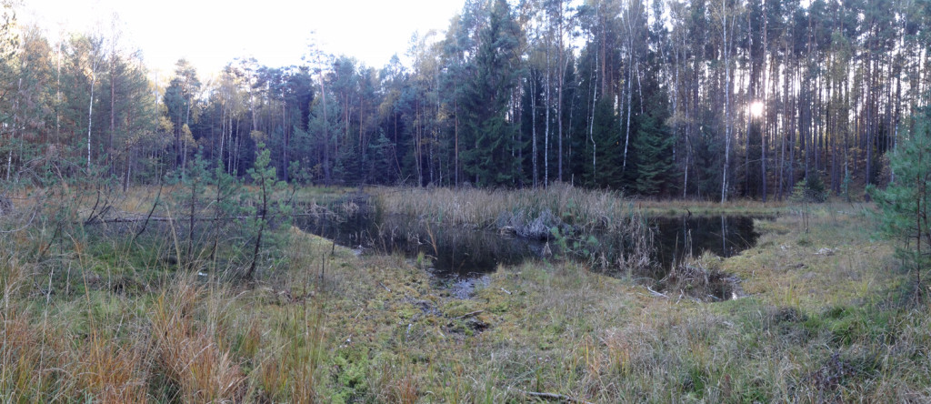 Saugartenmoor in der Dresdner Heide