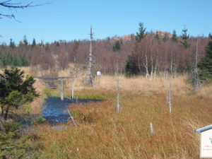 Ein Blick in das Georgenfelder Hochmoor