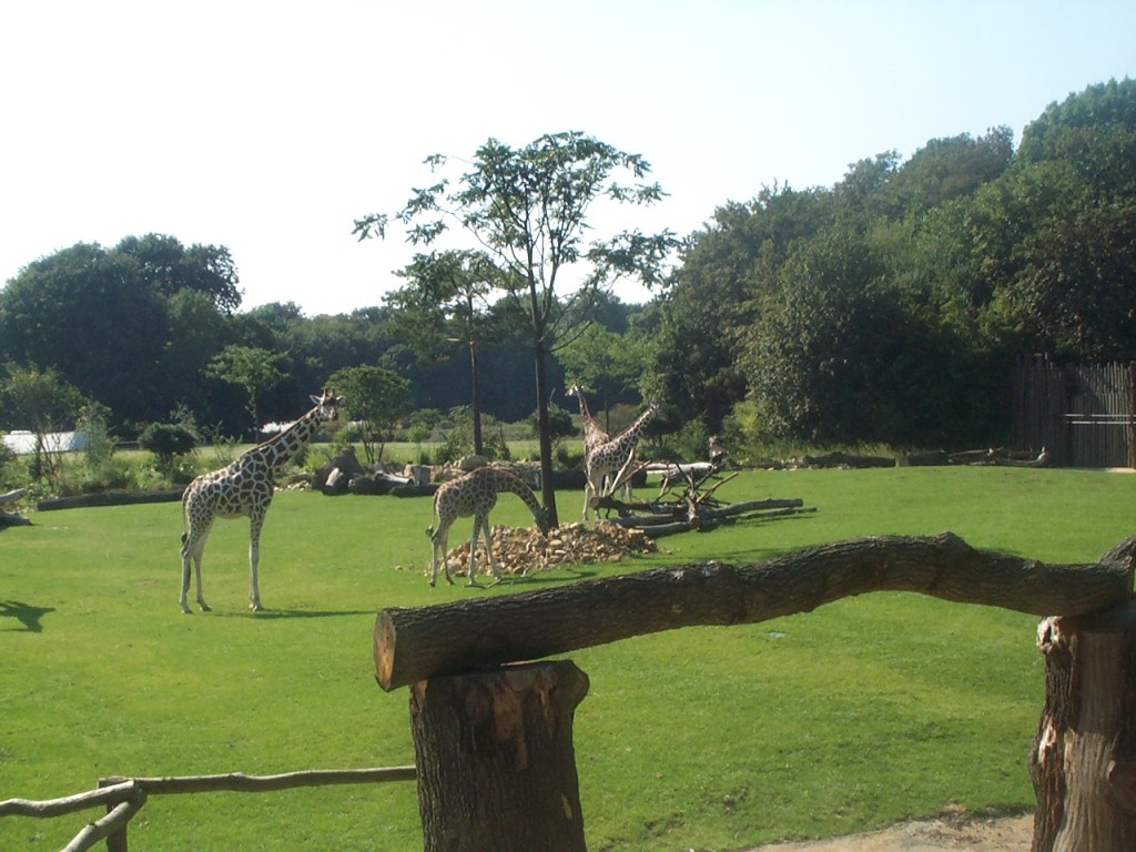 Zoo Leipzig - Afrika-Gehege