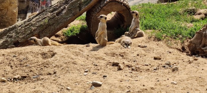 Erdmännchen im Zoo Dresden