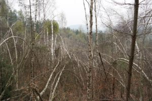 Bizarrer Birkenwald in der Sächsischen Schweiz