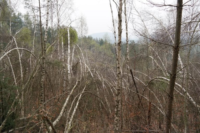 Bizarrer Birkenwald in der Sächsischen Schweiz