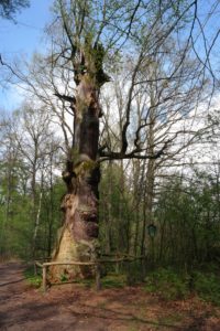 Naturdenkmal 700jährige Eichen im Sauerbusch