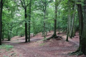 Wegekreuzung in der Dresdner Heide