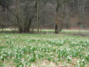 Märzenbecherwiesen im Polenztal