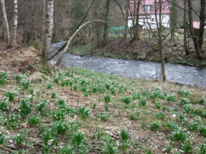 Märzenbecherwiesen im Polenztal