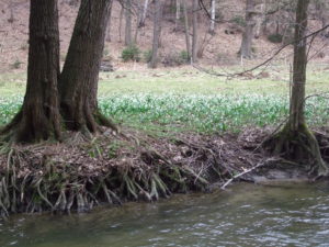 Märzenbecherwiesen im Polenztal