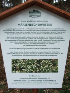 Märzenbecherwiesen im Polenztal