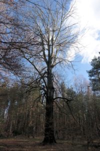 Markanter Baum in der Dresdner Heide