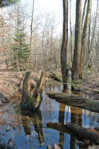 In der Dresdner Heide