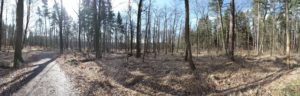 Panorama in der Dresdner Heide