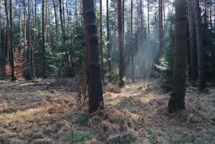Themenwelt Dresdner Heide Sehenswürdigkeiten und Wanderrouten