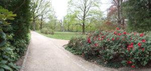 Rhododendronpark Dresden-Wachwitz
