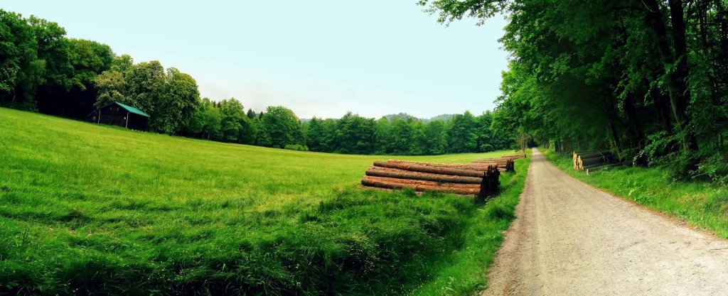 Wildwiese in der Sächsischen Schweiz