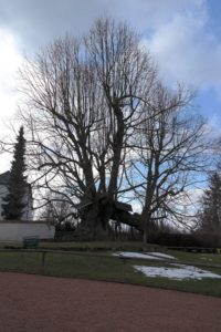 Alte Linde im Schloss Augustusburg