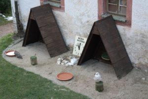 Greifvögel der Greifvogelshow auf Schloss Augustusburg