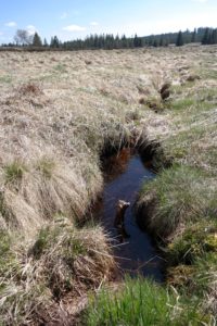 Im Gottesgaber Hochmoor