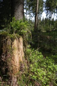 Die Natur sucht sich ihren Weg