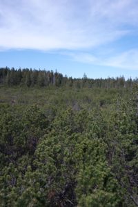 Die Vegetation im Hochmoor Kleiner Kranichsee