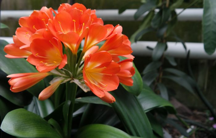 Im Botanischen Garten Dresden