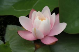 Seerose