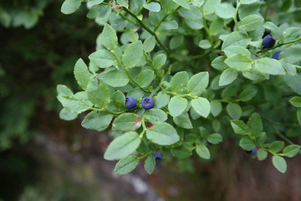 Lecker Heidelbeeren am Wegesrand