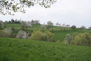 Frühlingswiese