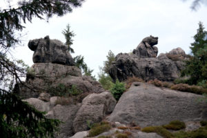 Bernhardiner und Nashorn