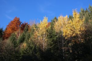 Herbstfahrt am Mulderadweg