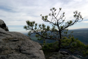 bizarre Kiefern auf dem Lilienstein