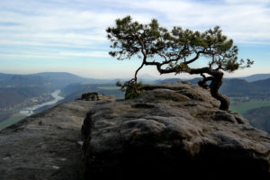 Wetterkiefer auf dem Lilienstein