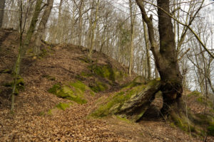 Im Rochlitzer Wald