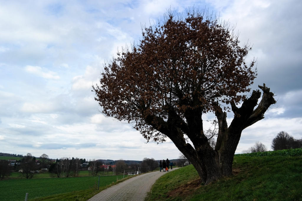 alte Stileiche an der Zwickauer Mulde