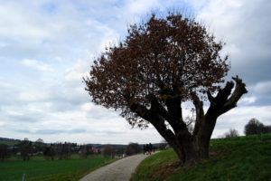 alte Stileiche an der Zwickauer Mulde