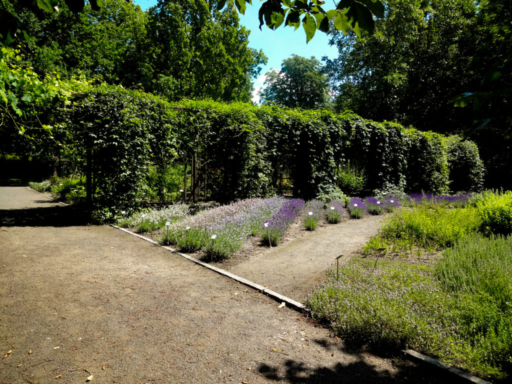 Kräutergarten Leipzig