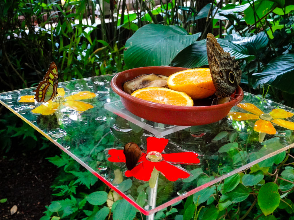 Schmetterlinge im Gewächshaus des Botanischen Garten Leipzig