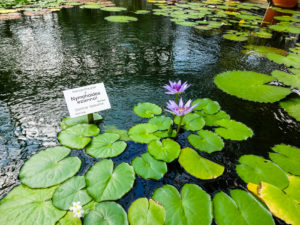 Im Gewächshaus des Botanischen Garten Leipzig