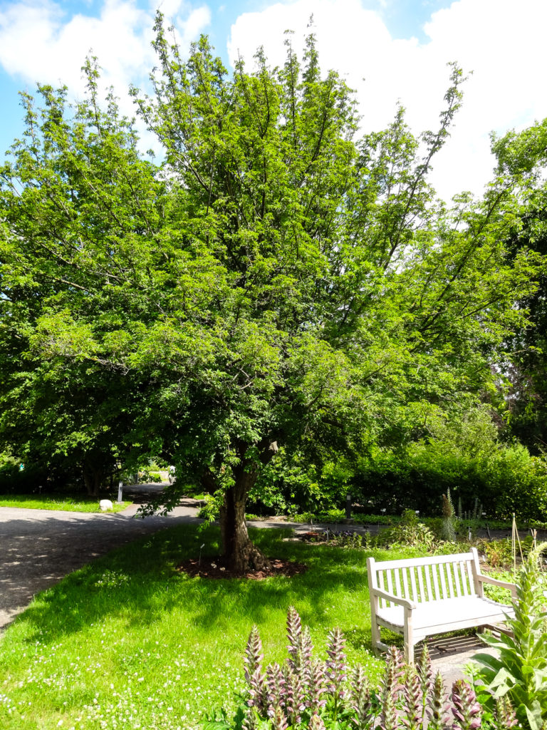 Ruheoase im Botanischen Garten Leipzg