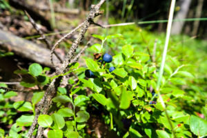 Heidelbeeren am Wegesrand