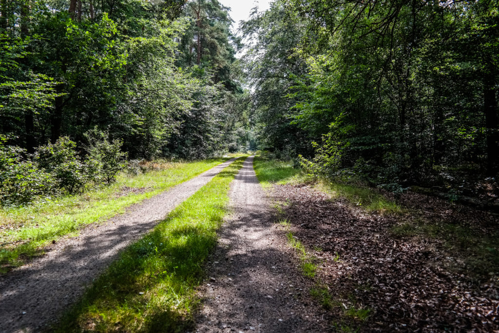 Auf dem Weg zum Wildenhainer Bruch in der Dübener Heide