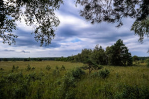 Der Wildenhainer Bruch in der Dübener Heide