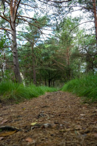 Pfad am Zabeltitzbruch in der Dübener Heide