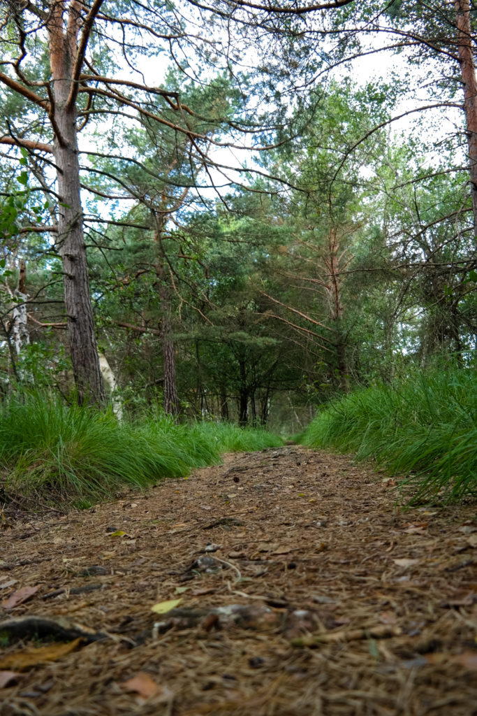 Pfad am Zabeltitzbruch in der Dübener Heide