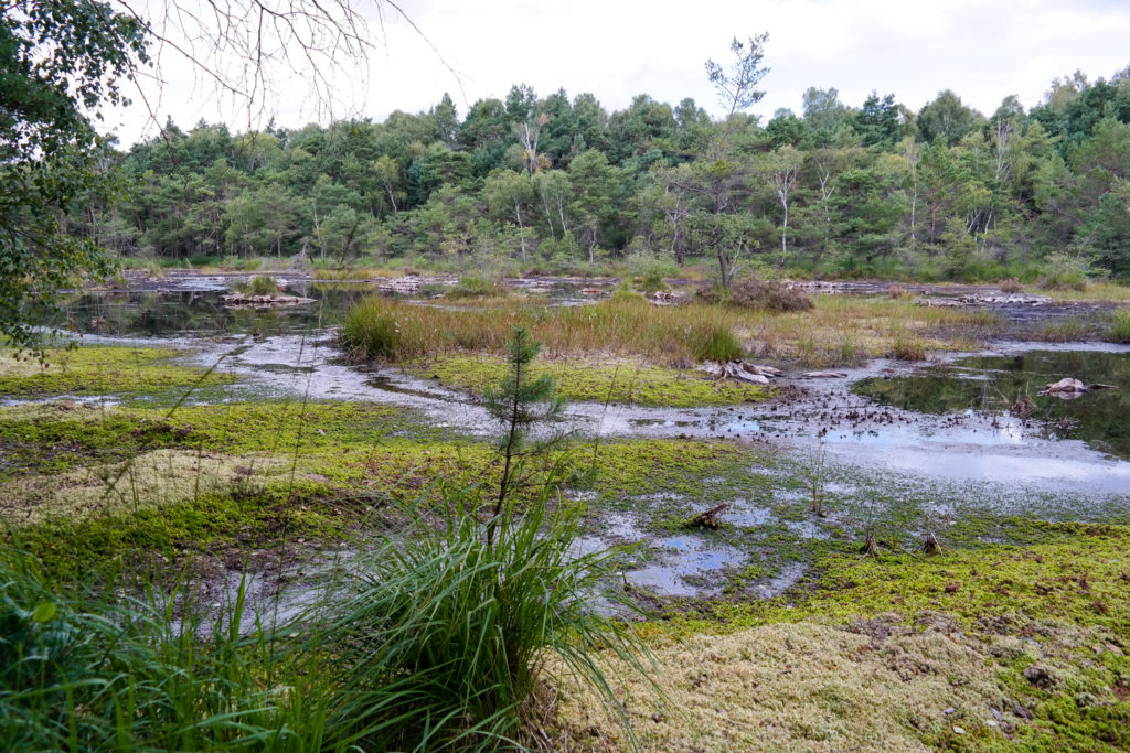 Zabeltitzbruch in der Dübener Heide