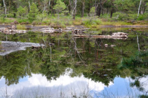 Zabeltitzbruch in der Dübener Heide