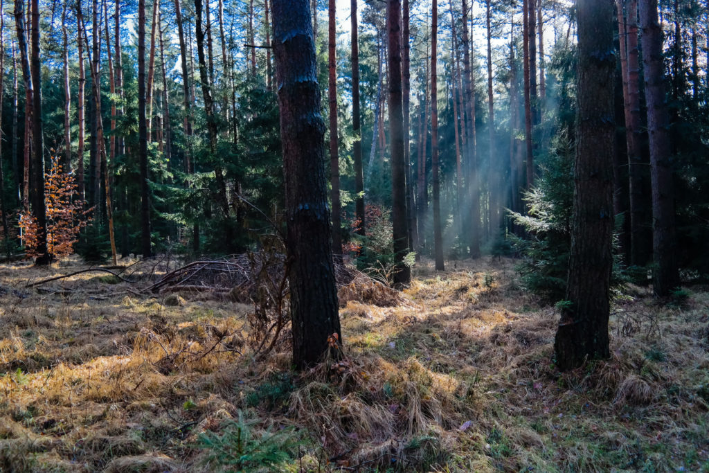 Dichter Wald 