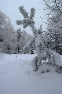 Schneepracht