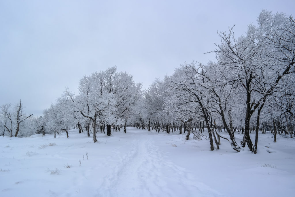 Der Weg ins Winterparadies