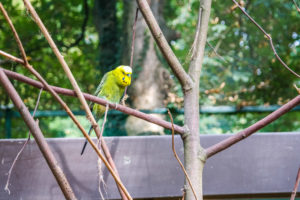 Sittich im Tierpark Eilenburg