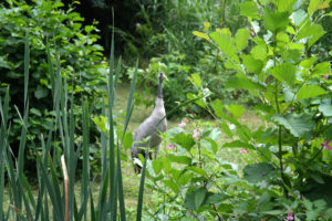 Reiher im Eilenburger Tierpark
